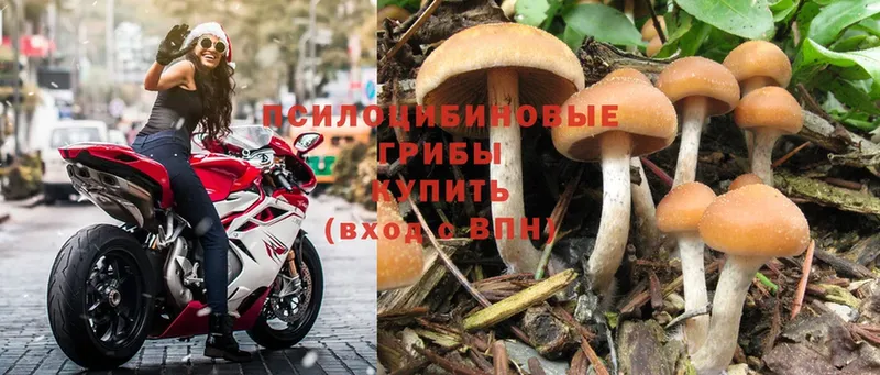 Псилоцибиновые грибы Magic Shrooms  что такое   Углегорск 